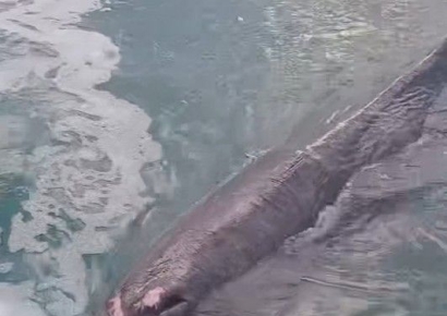 "적도 사는 고래가 이곳까지"…부산 앞바다에 나타난 새끼 향고래