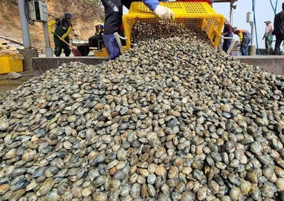 바지락 칼국수 못 먹게 되나…흔했던 '바지락' 밥상에서 사라질 수도