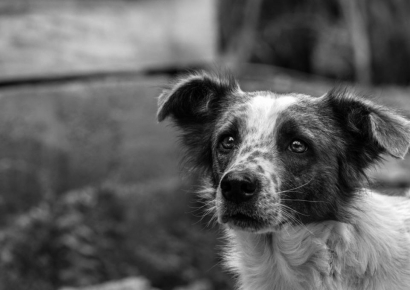 307편 중 절반이 정보 미공개…"동물, 극의 주인공인가 도구인가"