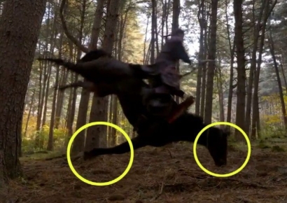 [단독]'태종 이방원' 까미 사망 3년…정부 지침 만들고도 공개 안해