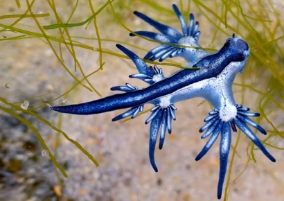 "예쁘다고 만지면 큰 일"…휴양지 출몰 파란 생물 주의보