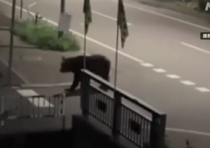 '으악' 비명소리에 나가보니…곰이 배달원 덮치고 있었다 [日요일日문화]
