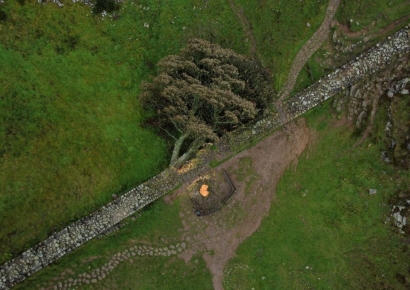 200년된 명물 '로빈 후드 나무' 잘랐다가…4년 징역 살게 된 英 남성들