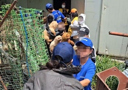 "허가 번식장인데 온몸에 오물·구더기"…강화도서 개 300마리 구조