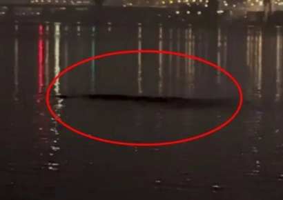 "이쪽으로 오고 있어" 한강서 포착된 대형 괴생명체에 시끌