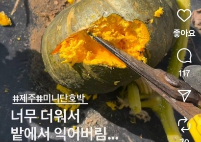 찜통 더위에 밭에서 익어버린 단호박…농장주 '한숨' 