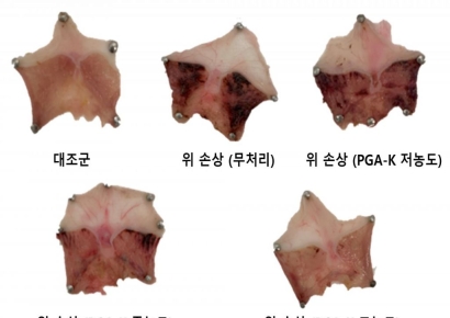 모아라이프플러스, PGA-K 위산 조절 및 알콜성 위 손상 억제 기능성 특허 출원