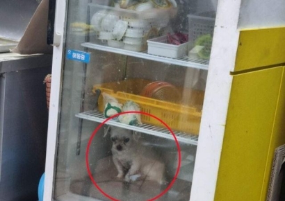 반려견 냉장고에 넣은 이유…"딸 같은 아이, 폭염에 지병 악화할까봐"