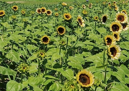 ‘해바라기’ 즐겨요… 양산시 황산공원 개화 시작