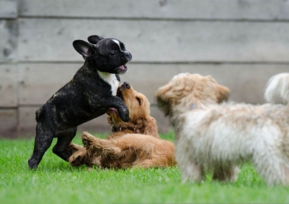 "90년생 여성, 반려견에 월 260만원 쏟아"…프리미엄 유치원 인기