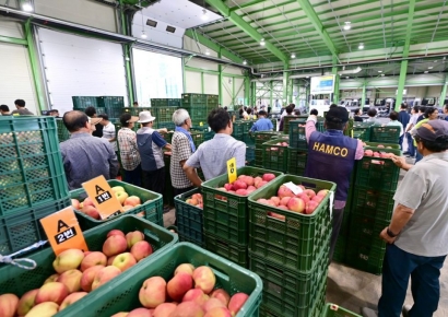 청송군농산물공판장 개장, 2025년산 사과 경매 시작