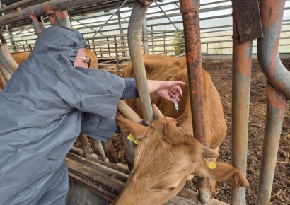 9개월 만에 구제역 재발…인천·김포 긴급 예방접종 돌입