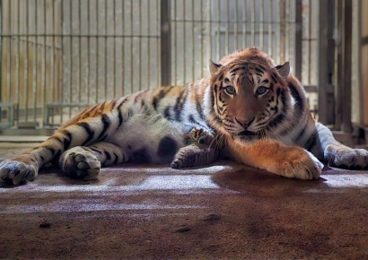 종 보전 3년 만에 결실, 서울대공원 '새끼 호랑이' 탄생 100일 맞아 
