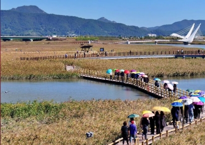 황금빛 물결 장관…강진만 춤추는 갈대축제 10월 개막