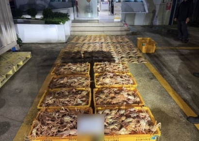 "이게 집에 다 들어간다고?"…암컷대게 2000마리 숨겼다 들통난 선장