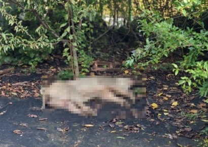 추석 연휴에 30대 여성 공격한 멧돼지…전기검침원이 헬멧으로 제압