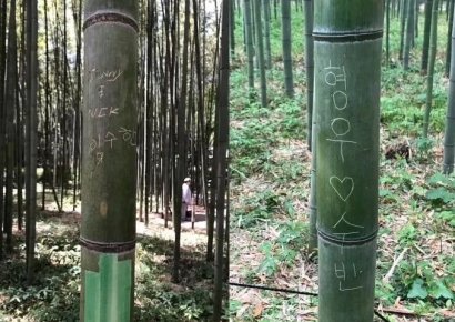 日교토 명소 대나무숲 낙서로 몸살…한글 낙서도 발견돼