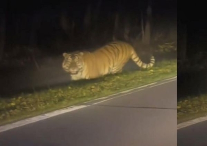 "형님! 외치자 멈칫, 5초간 째려봐"'…백두산 호랑이에 中 운전자 '깜짝'