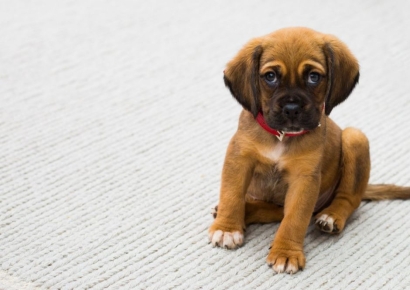 "병원 한 번 가면 100만원은 그냥 깨져요"…목돈 대비 나선 반려인들의 선택[주머니톡]