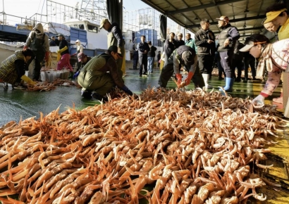 "붉은 갑옷이 돌아왔다"… 영덕대게, 풍어 기원 속 2025년 첫 위판