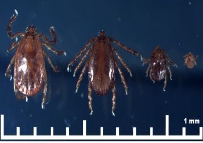 "No Treatment or Vaccine Available... Tick-Borne Infectious Diseases Reach Five-Year High"