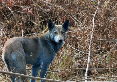 "Mutant Dogs?"... Chernobyl 'Blue Wild Dog' Controversy Resolved