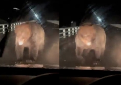 "I Never Thought It Would Happen... Thrown Aside Before I Knew It": Japanese Man Still Suffering Aftereffects Two Years After Bear Attack