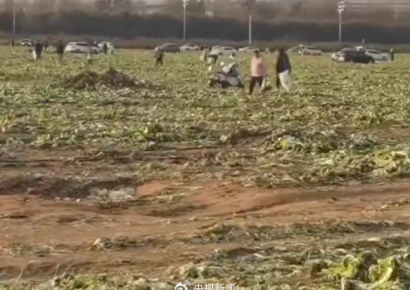 "공짜로 가져가래" 800명 우르르…"아무리 말려도 통제 되지 않았다" 가짜뉴스에 털린 中 농부