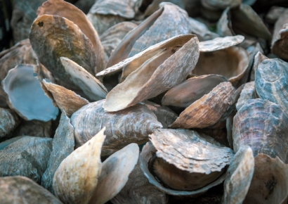 대재앙 왔다 '발칵' 뒤집힌 일본…"입을 떡 벌린 채" 대량 폐사 '60년만에' 처음