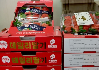 고령군, 고령딸기 홍콩 첫 수출 선적식 개최