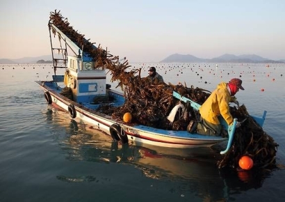미역 양식장 '붕괴 직전'…16만 줄 폐사 '대응 전무'