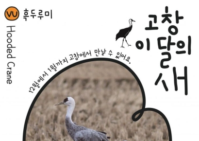 고창군, 이달의 새 멸종위기 철새 '흑두루미' 선정