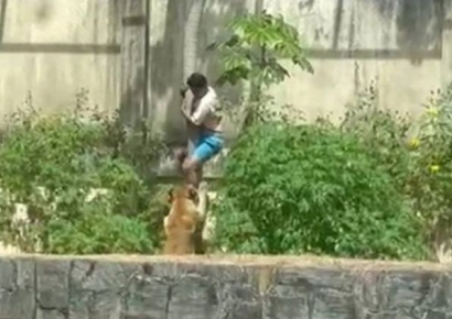 동물원 담 넘어 사자 우리 들어간 10대 소년, 암사자 공격에 결국  