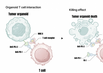 美 동물실험 축소 소식에 오가노이드사이언스↑[특징주]