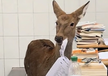 "먹방해도 되겠어"…교실 들어온 사슴, 시험지 '질겅질겅'
