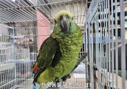 카페서 '커피 홀짝거리던' 앵무새, 구조 8일만에 결국…