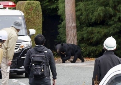 日 곰 피해주민 230명 넘어…"계속 출몰할 수 있다" 우려도