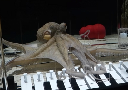 "이게 된다고?" 문어에 피아노 건반 줬더니…황당 실험 뜻밖의 결과