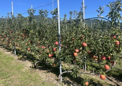 포항시, 과수원에 ‘스마트’ 심다… 2년 연속 스마트 과수원 특화단지 선정