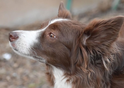 굶주린 반려견에 숨진 2살 아이…부모가 살인 혐의로 기소된 이유는?