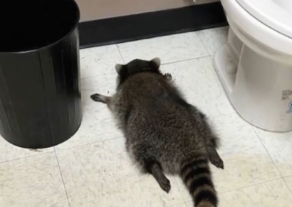 술 마시고 뛰어놀더니 '떡실신'한 라쿤…사진 한 장으로 2억 모았다