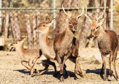 육군사관학교 '사슴 생도', 1시간 탈영 소동 후 교내 복귀