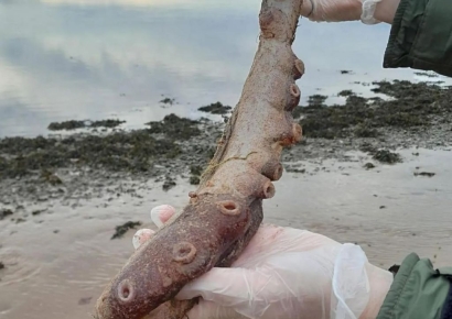 500m 아래 사는 희귀 심해 문어, 왜 해변에 나타났을까