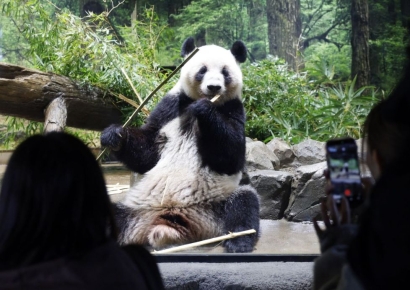 두 마리 中에 보내면 없는데…日, 50년 만에 판다 무보유국 처지