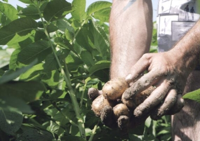 전혀 다른 맛…'1개 10만원' 미식가들 홀딱 반한 프랑스 '전설의 감자' [맛있는 이야기]