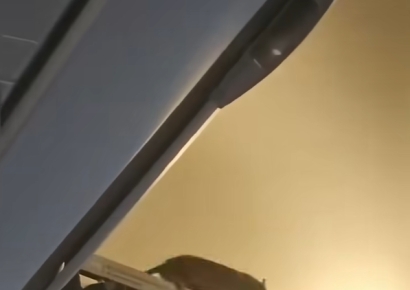 '찍찍' 소리에 승객들 '멘붕'…항공사도 "처음 겪어, 답답하고 불쾌"