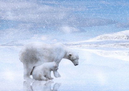 "멸종위기에 피어난 모성"…어미 잃은 새끼 곰 입양한 북극곰 화제