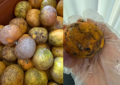 싸다길래 샀는데 '허탈'…못난이귤 직거래 논란에 칼 빼든 서귀포 