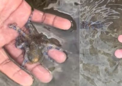 바닷가 작고 귀여운 이거 뭐지?…"절대 만지면 안돼, 죽을 수도"