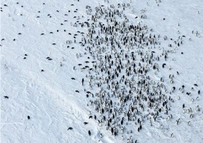 남극 최대 황제펭귄 번식지서 새끼 70% 사라졌다[과학을읽다]